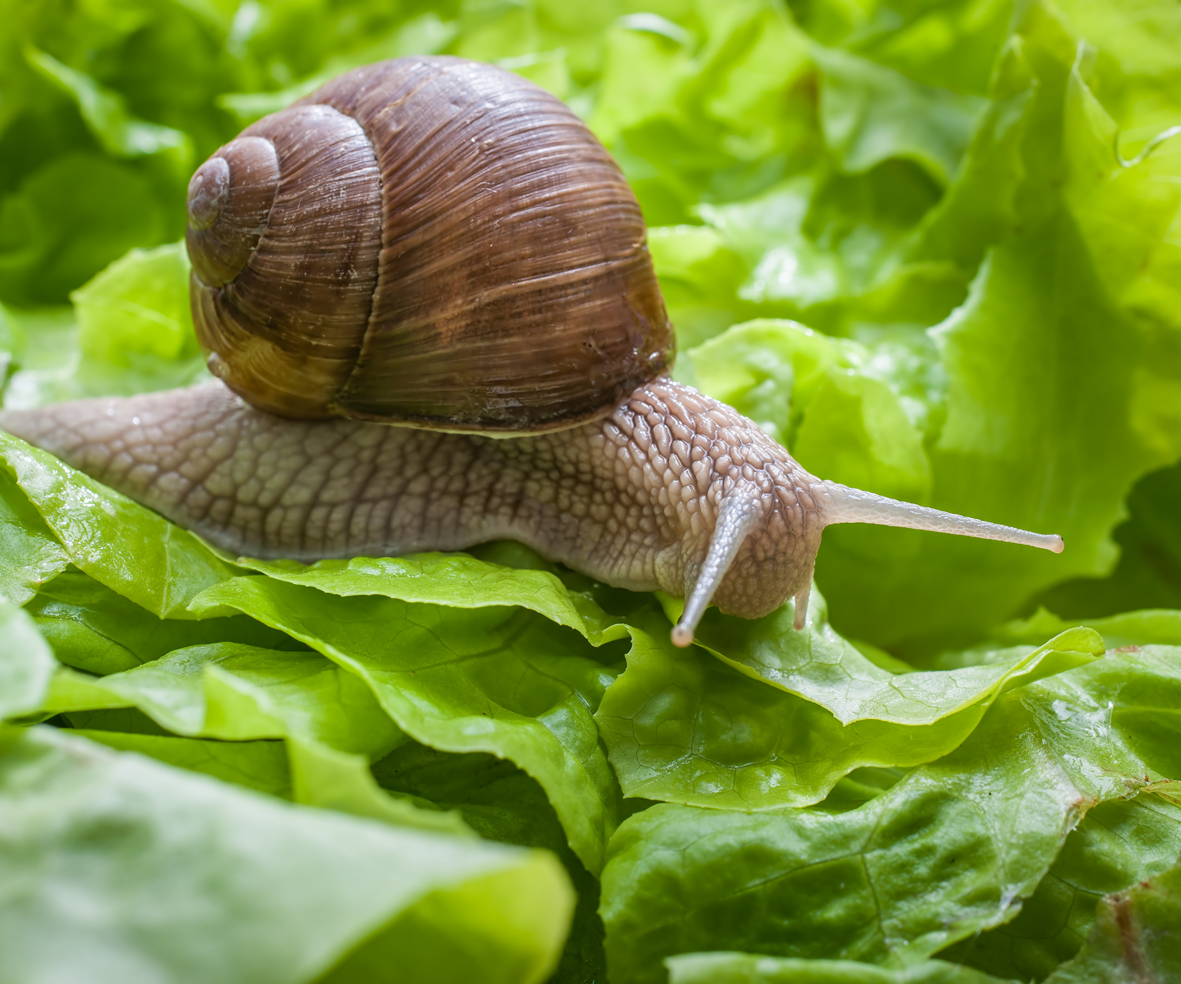 A slug crawling over lettuce plants in the garden