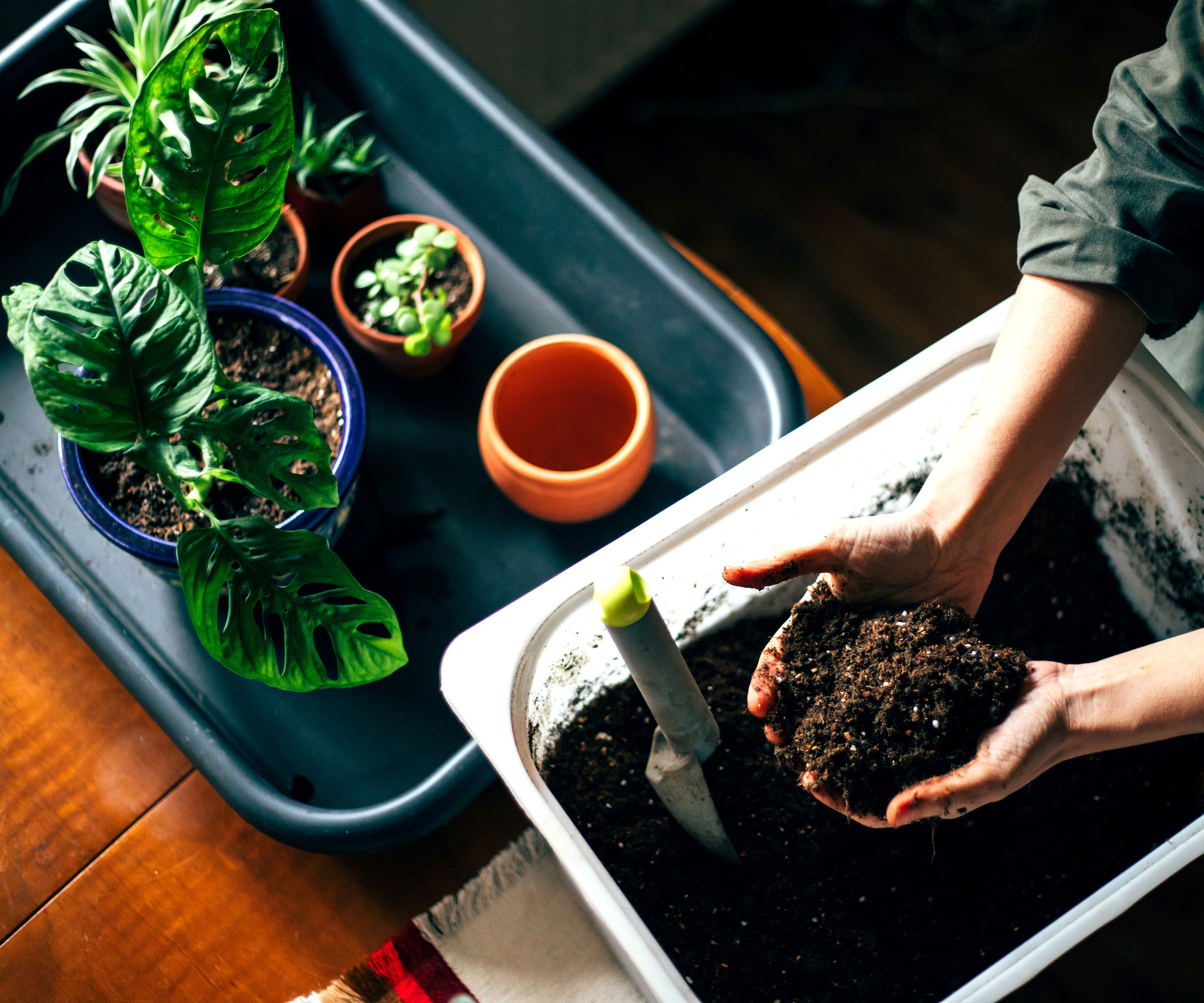 hands holding potting mix in tub and adding it to potted plants