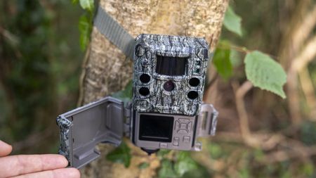 The Bushnell Core S-4K No Glow trail camera mounted on a woodland tree