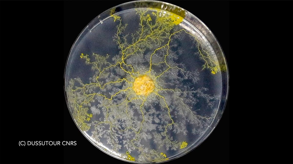 Blob is an educational experiment ran by France's space agency CNES. Students aged between 10 and 18 years are invited to investigate the Blob, a naturally-occurring slime mold, or Physarum polycephalum.