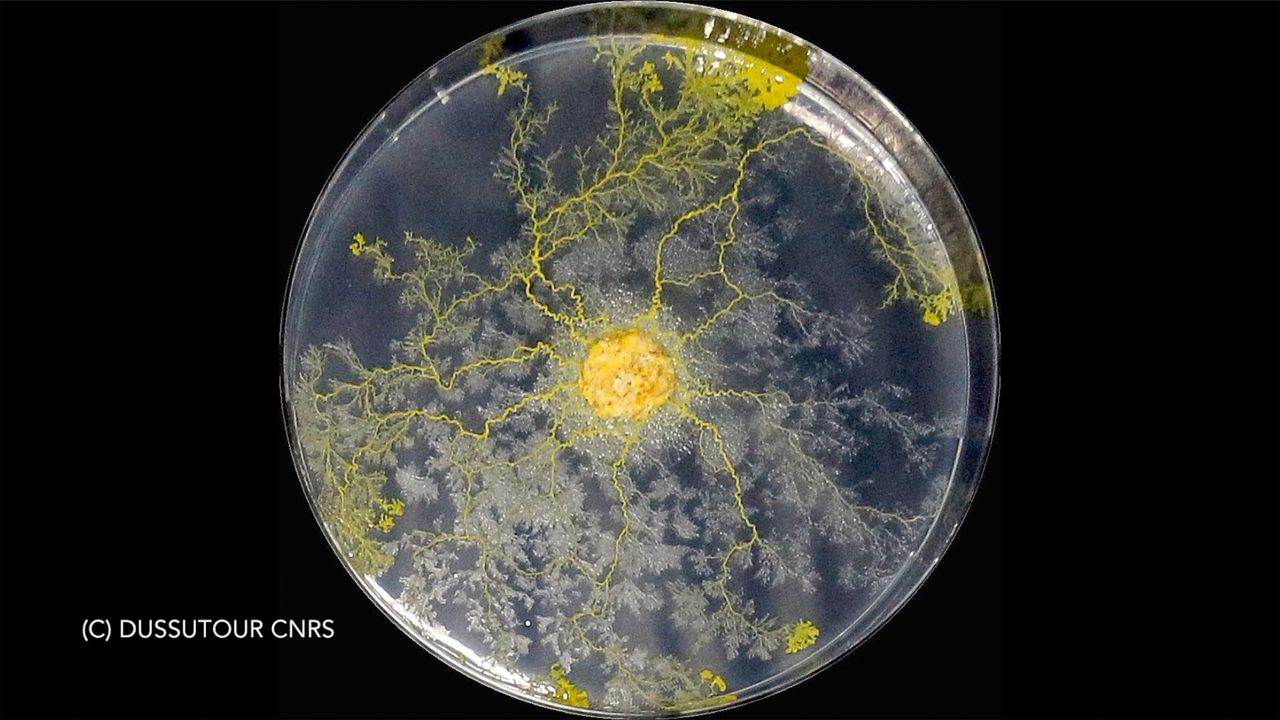 Blob is an educational experiment ran by France's space agency CNES. Students aged between 10 and 18 years are invited to investigate the Blob, a naturally-occurring slime mold, or Physarum polycephalum.