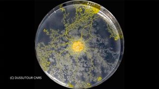 Blob is an educational experiment ran by France's space agency CNES. Students aged between 10 and 18 years are invited to investigate the Blob, a naturally-occurring slime mold, or Physarum polycephalum.