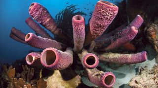 Ocean sponges were among the earliest animals to have sex.