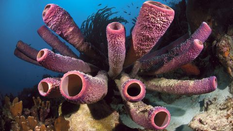 What were the first animals to have sex? | Live Science