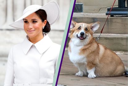 The Queen&#039;s corgis took to Meghan Markle, seen here side-by-side