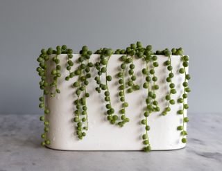 A ceramic planter with an overflowing string of pearls plant