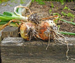 Onions showing signs of onion white rot