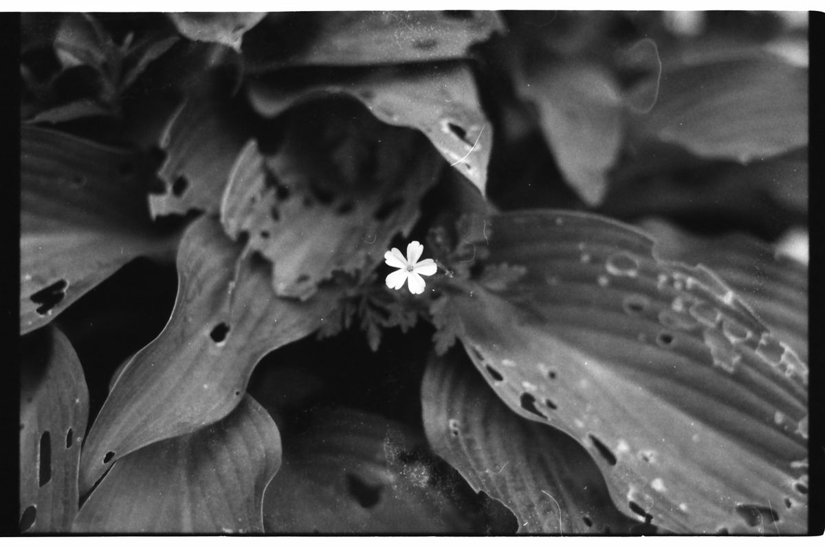 Samples of Fomapan 400 developed with the Ago film processor