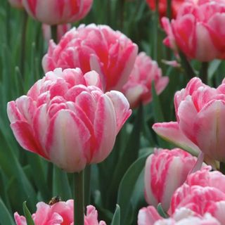 Pink and white double tulips