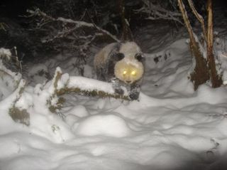 giant-panda-snow-110309