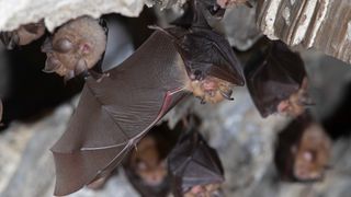 Several bats, including one with a baby bat cuddled in its wing, hang upside down in a cave.