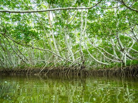 Maritime Forest Over Murky Water