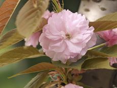 Kwanzan Cherry Tree With Bloomed Pink Flower