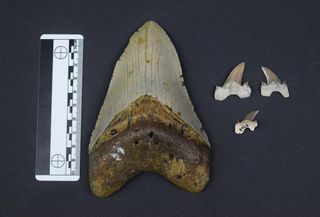 The Bryant Shark teeth are tiny compared to a giant megalodon tooth.