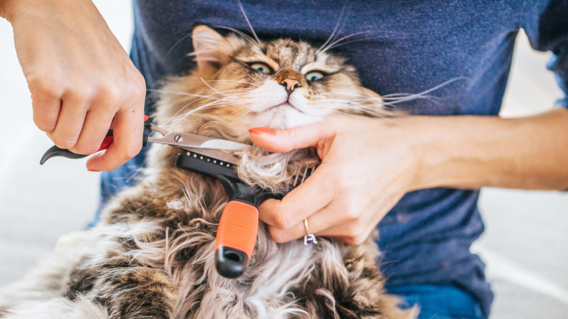 How to prevent and treat matted cat fur | PetsRadar