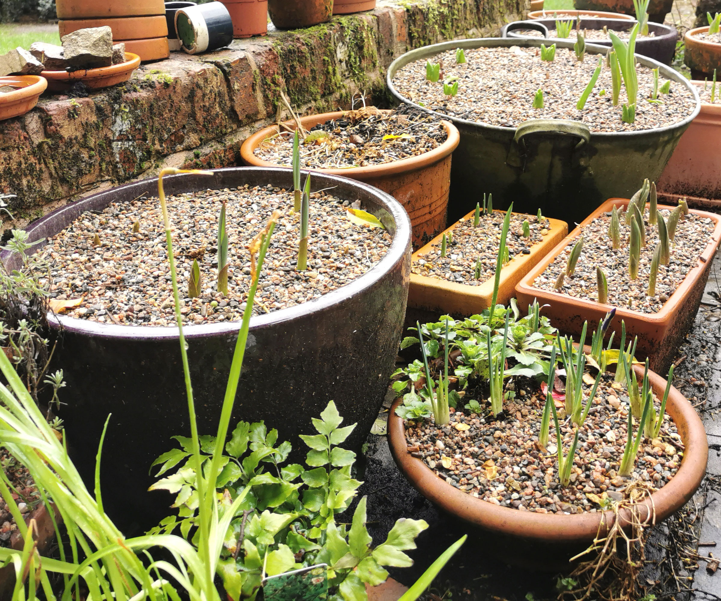 alliums growing in large containers