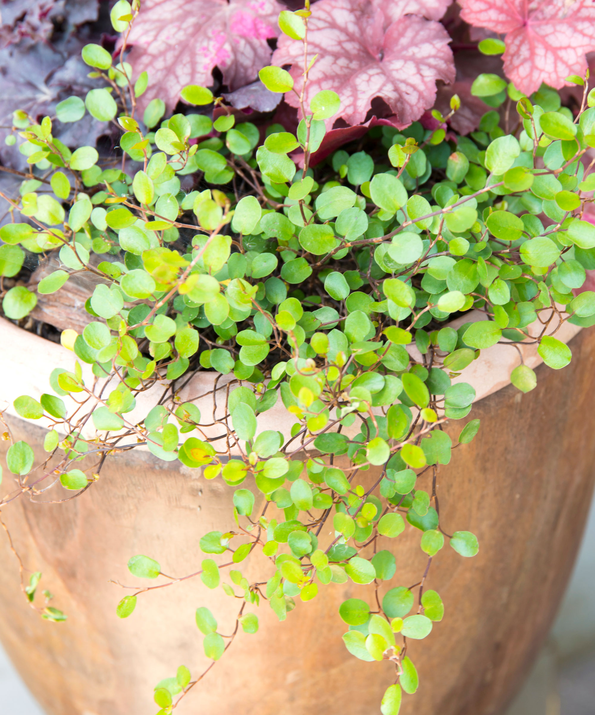 cross wire vine plant trailing over edge of stone pot showing chartreuse foliage