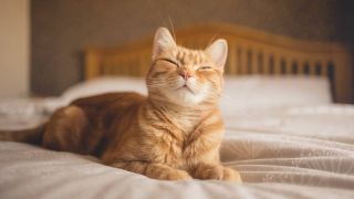 Cat looking happy on bed
