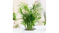 Best Indoor Plants - Best Air Purifying Indoor Plants - Parlour Palm, Crocus