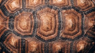 Turtle shell pattern close up