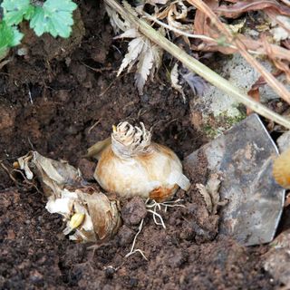 planting a daffodil bulb in the ground with a hand trowel
