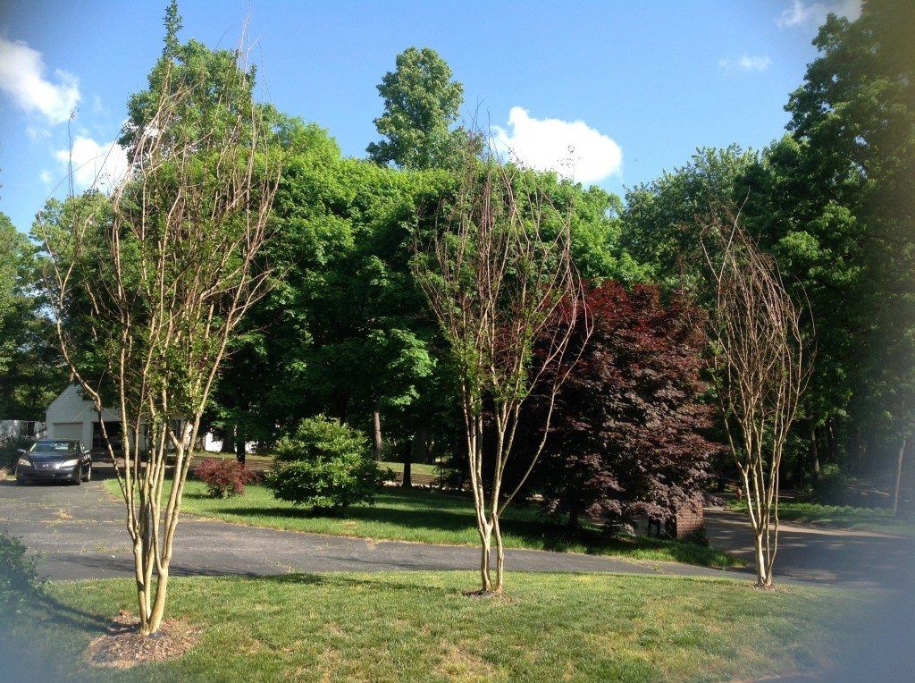 Crepe Myrtle Trees With No Leaves