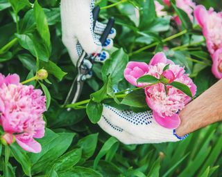 Gloved hands pruning tree peony flowers