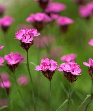 pink flowers of Dianthus carthusianorum