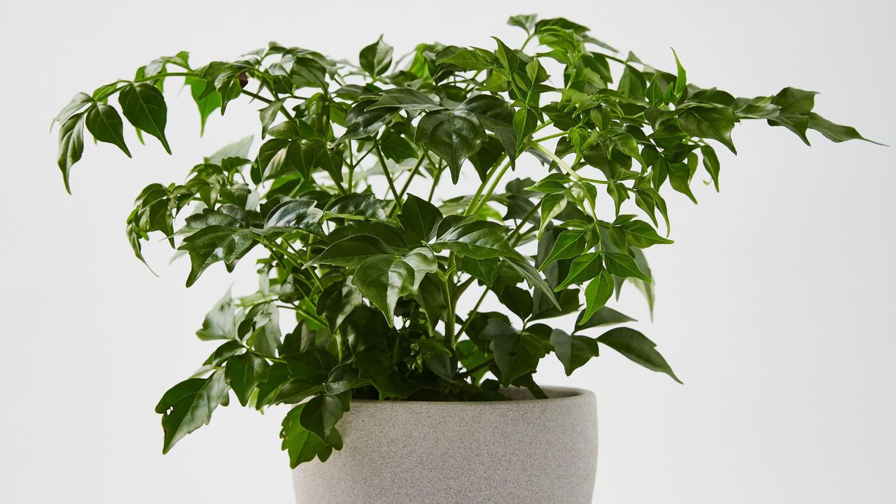 China doll house plant in a grey pot