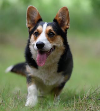 welsh cardigan corgis