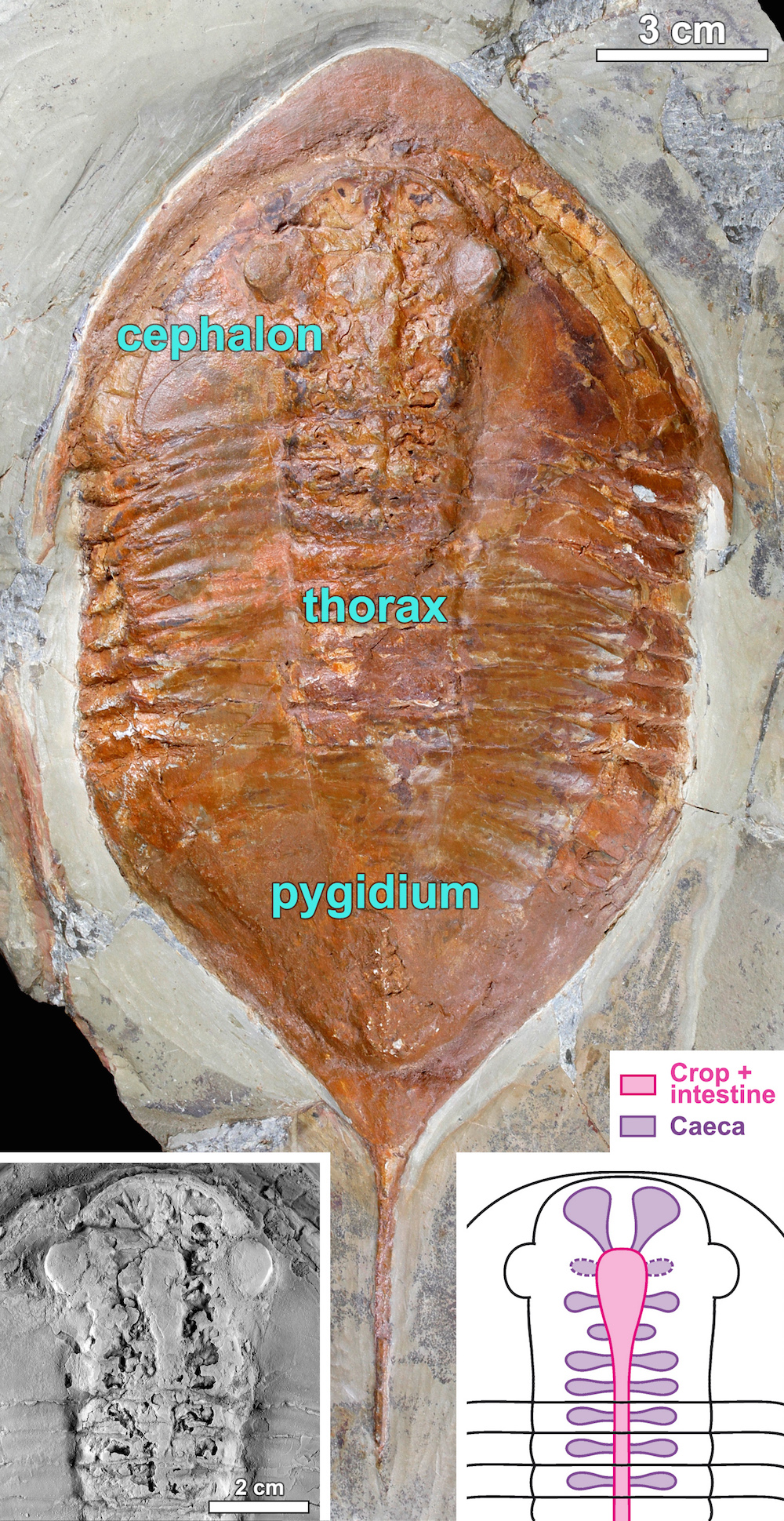 This Megistaspis fossil that shows the trilobite's digestive structures — the crop and intestine — in extreme detail.