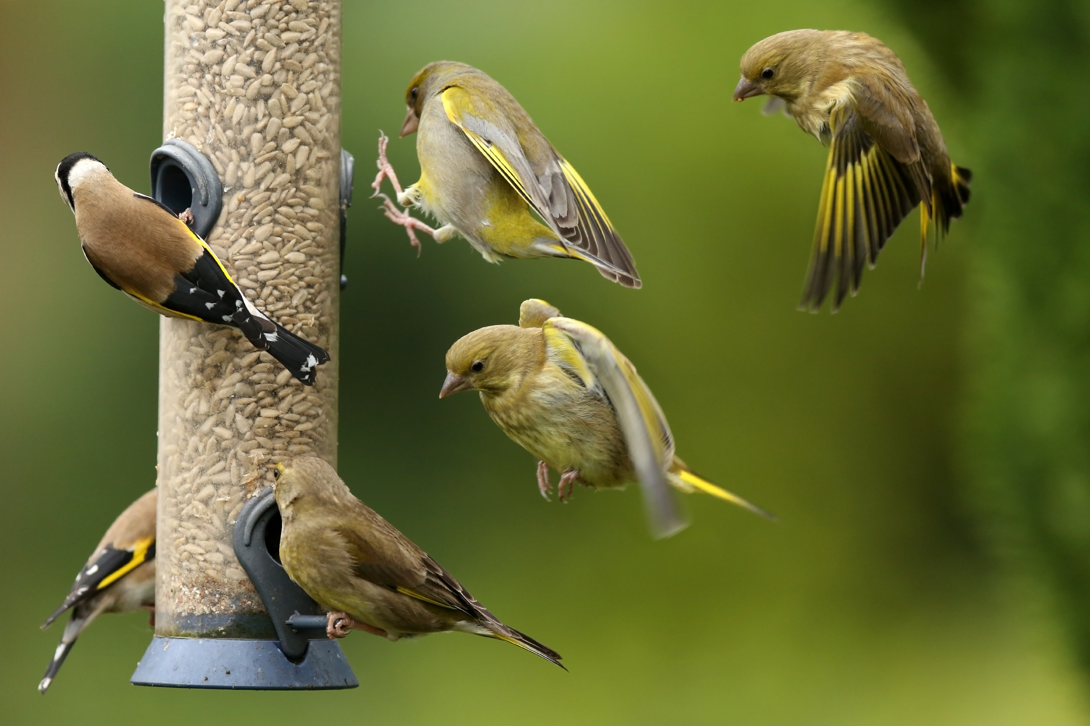 Greenfinches and Goldfinches on and around a bird feeder