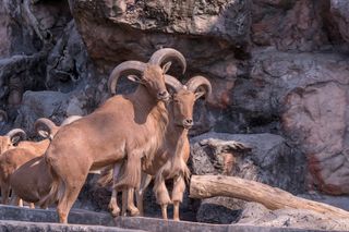 The urial (Ovis aries orientalis or Ovis orientalis) is the wild ancestor of the domestic sheep.