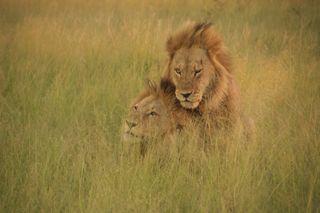 Long-maned male lions mount each other in Botswana