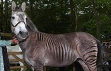 Zulufeature.jpeg
