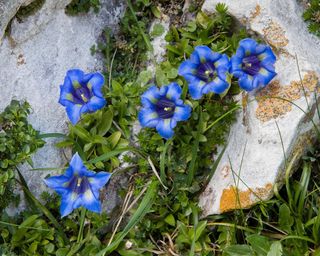 Trumpet gentian Gentiana kochiana on steep north facing slope in the Picos de Europa in northern Spain