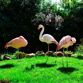 kensington roof garden flamingos