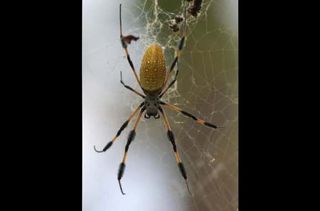 A female Nephila clavipes (golden orb spider) in her web.