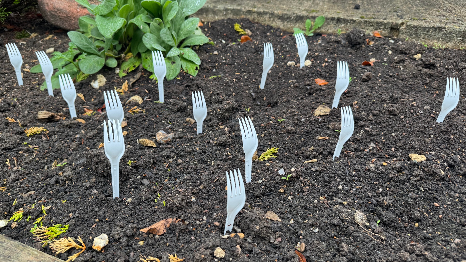 Forks in soil in the garden