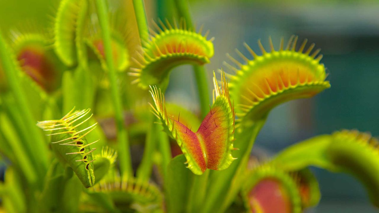 Venus flytraps