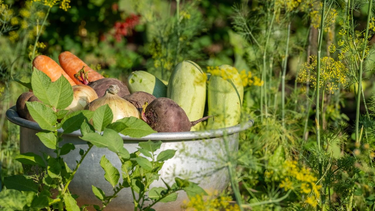 Vegetable garden with harvested carrots, beets and onions