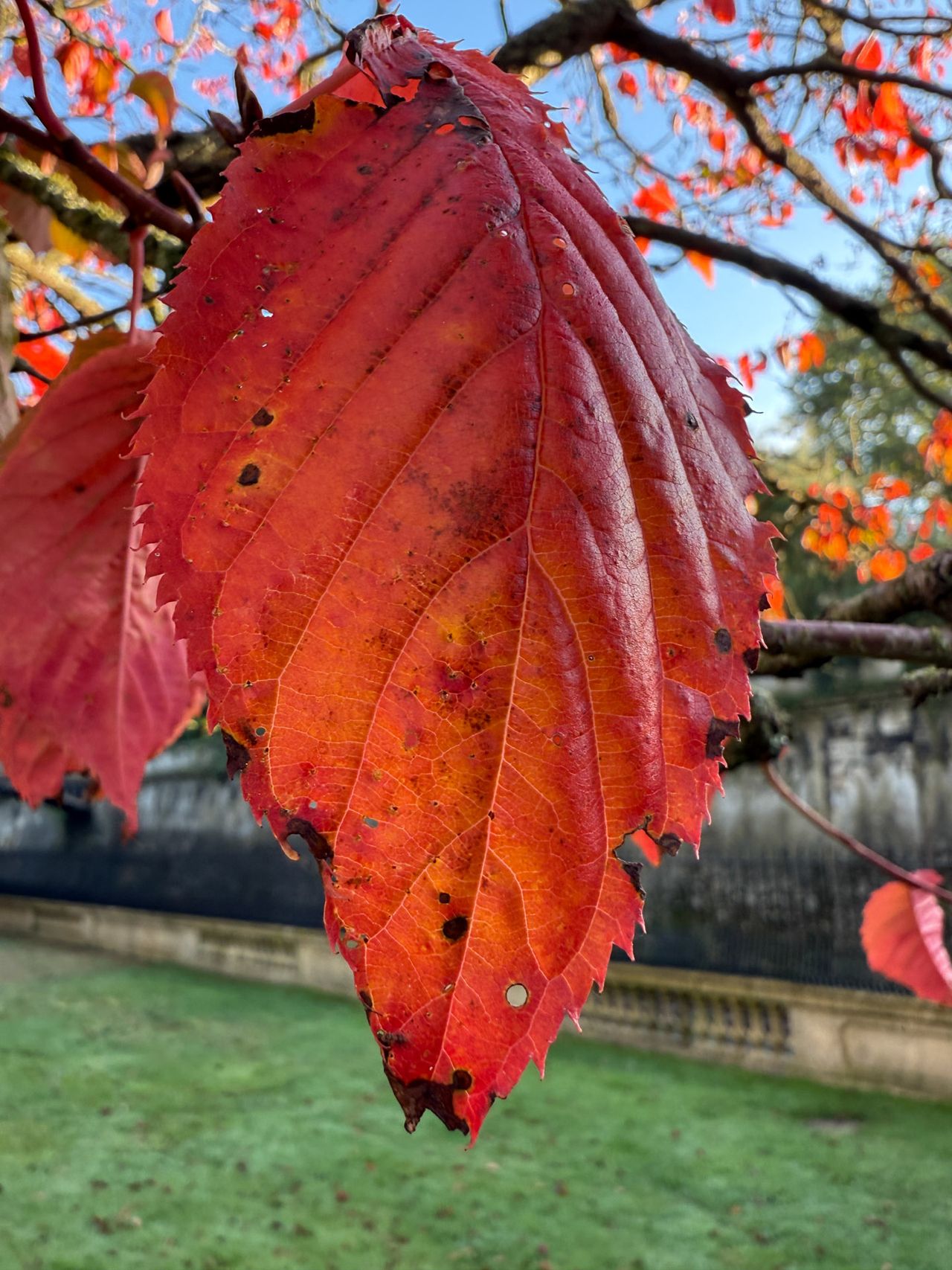 iPhone 16 Pro macro