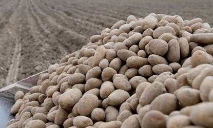Potato farming