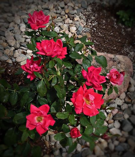 Bright Pink Knock Out Roses