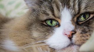 RAgamuffin cat close up