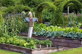 a scarecrow in an organic garden