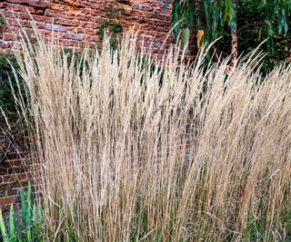 Calamagrostis acutiflora, feather reed-grass, in a garden border