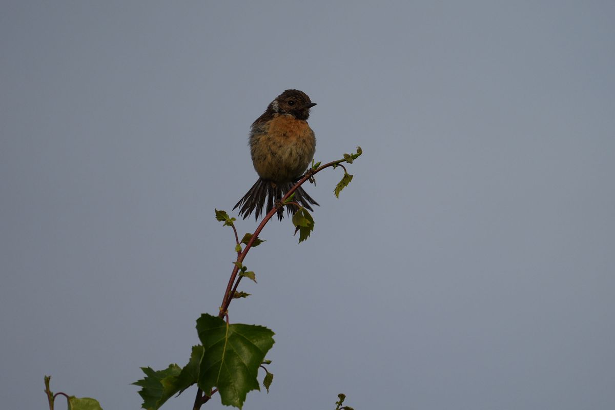 Sony RX10 V bridge camera sample gallery, bird on a branch