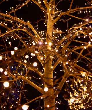 Solar lights wrapped around a tree