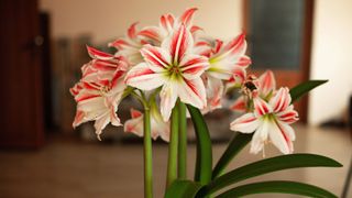 Amaryllis flower